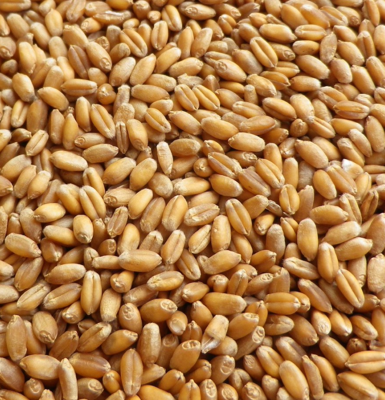 Пшеница продовольственная мягкая краснозерная